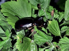 Xylotrupes