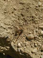 Delta unguiculatum