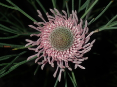 Isopogon divergens