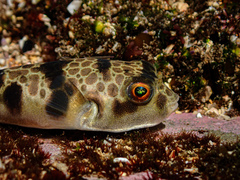 Tetractenos glaber