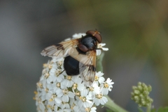 Volucella pellucens