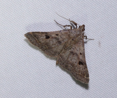 Bleptina caradrinalis