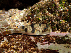 Tetractenos glaber