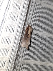 Noctuoidea