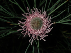 Isopogon divergens