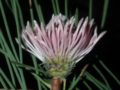 Isopogon divergens