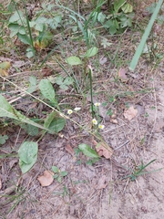 Erigeron strigosus