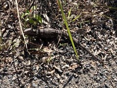 Pogona barbata