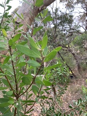 Persoonia lanceolata