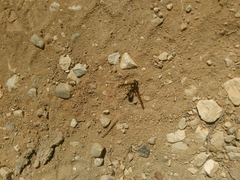 Delta unguiculatum