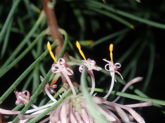 Isopogon divergens