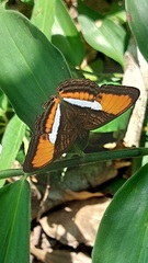 Adelpha cytherea