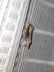 Noctuoidea