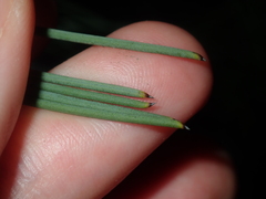 Isopogon divergens