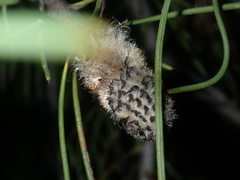 Isopogon divergens