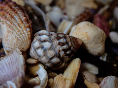 Nodilittorina pyramidalis