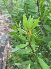 Persoonia lanceolata