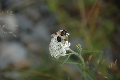 Volucella pellucens