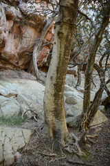 Olea capensis enervis