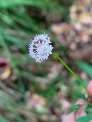 Trachymene procumbens