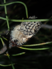 Isopogon divergens