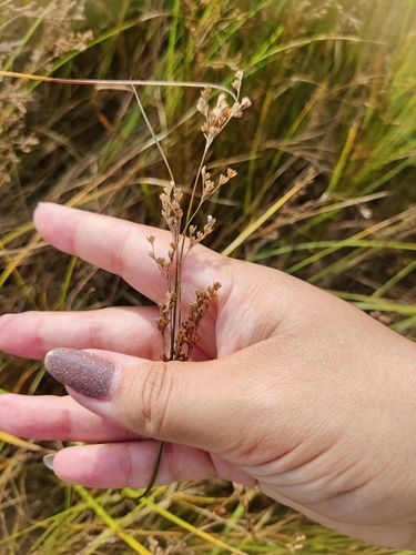 Roundfruit rush (Juncus compressus)