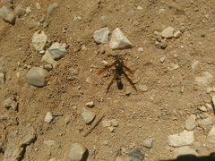 Delta unguiculatum