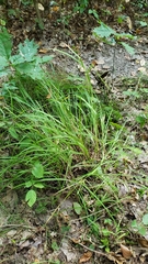 Carex typhina