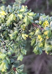 Pimelea serpyllifolia serpyllifolia