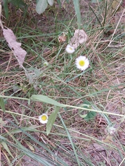 Erigeron strigosus