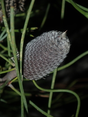 Isopogon divergens