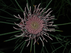 Isopogon divergens