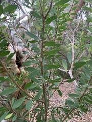 Persoonia lanceolata