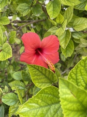 Hibiscus rosa-sinensis