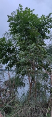 Adenanthera pavonina