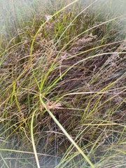 Juncus