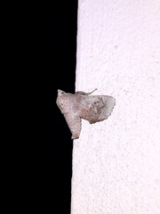 Noctuoidea