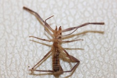 Ammotrechidae