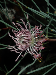 Isopogon divergens