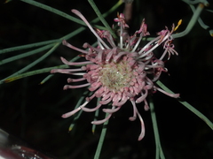 Isopogon divergens