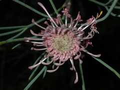 Isopogon divergens