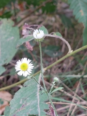 Erigeron strigosus