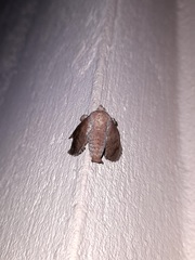 Noctuoidea