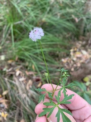 Trachymene procumbens