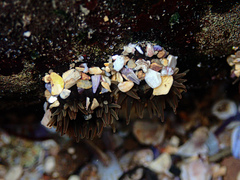 Anthopleura