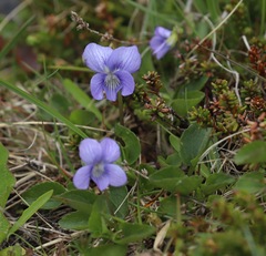 Viola canina
