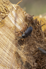 Tenebrioninae