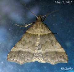 Phalaenophana pyramusalis