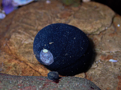 Nerita melanotragus
