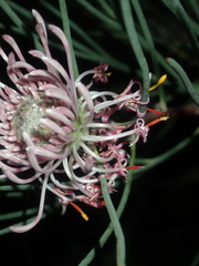 Isopogon divergens